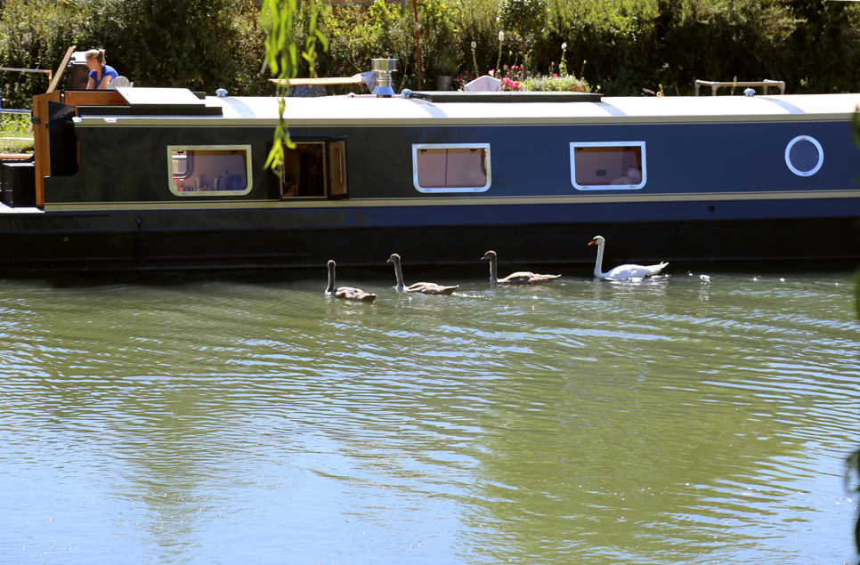 Cygnets in the Thames river Oxfordshire