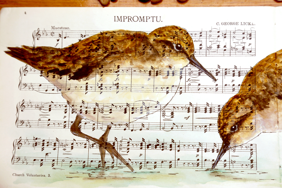watercolour painting of sandpipers
