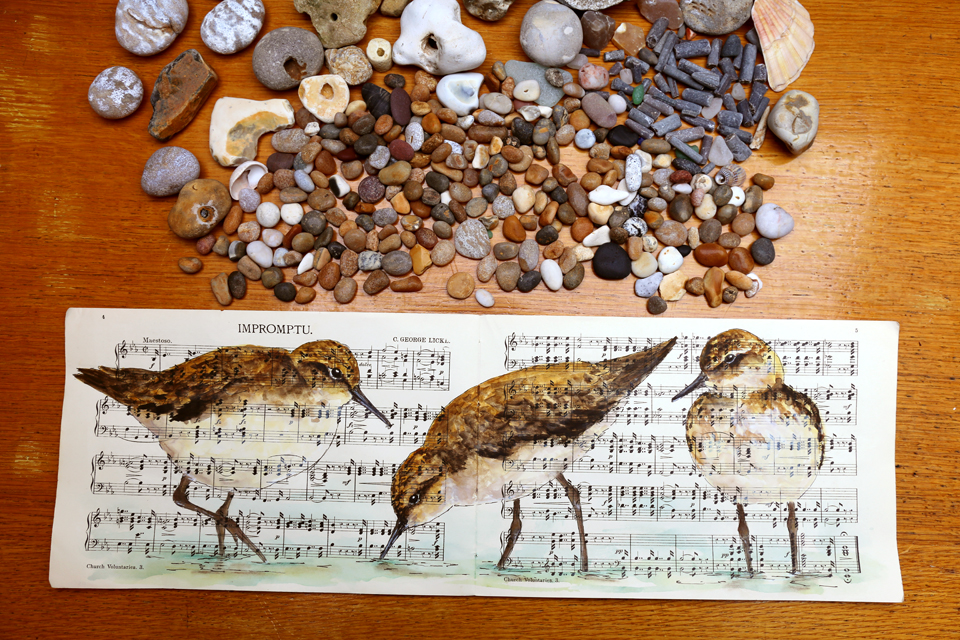 watercolour painting of sandpipers